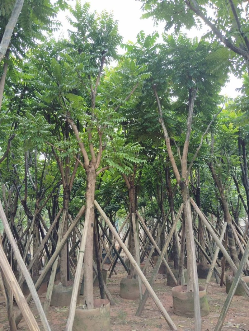 麻楝
