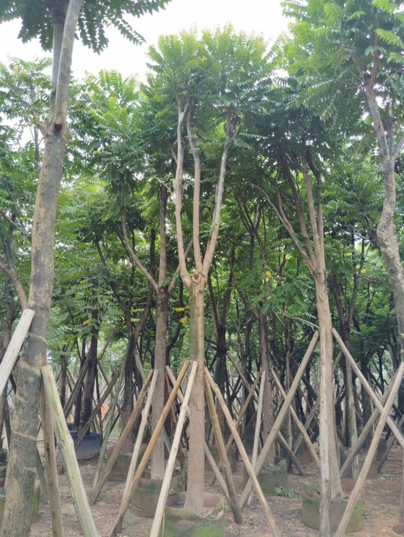 麻楝