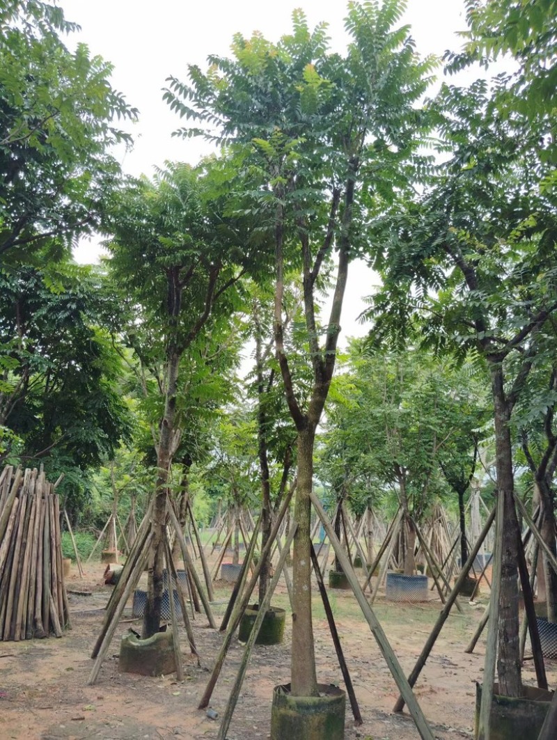 麻楝