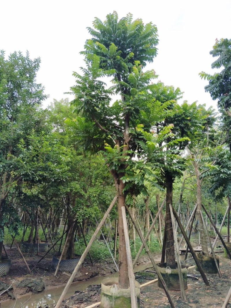 麻楝