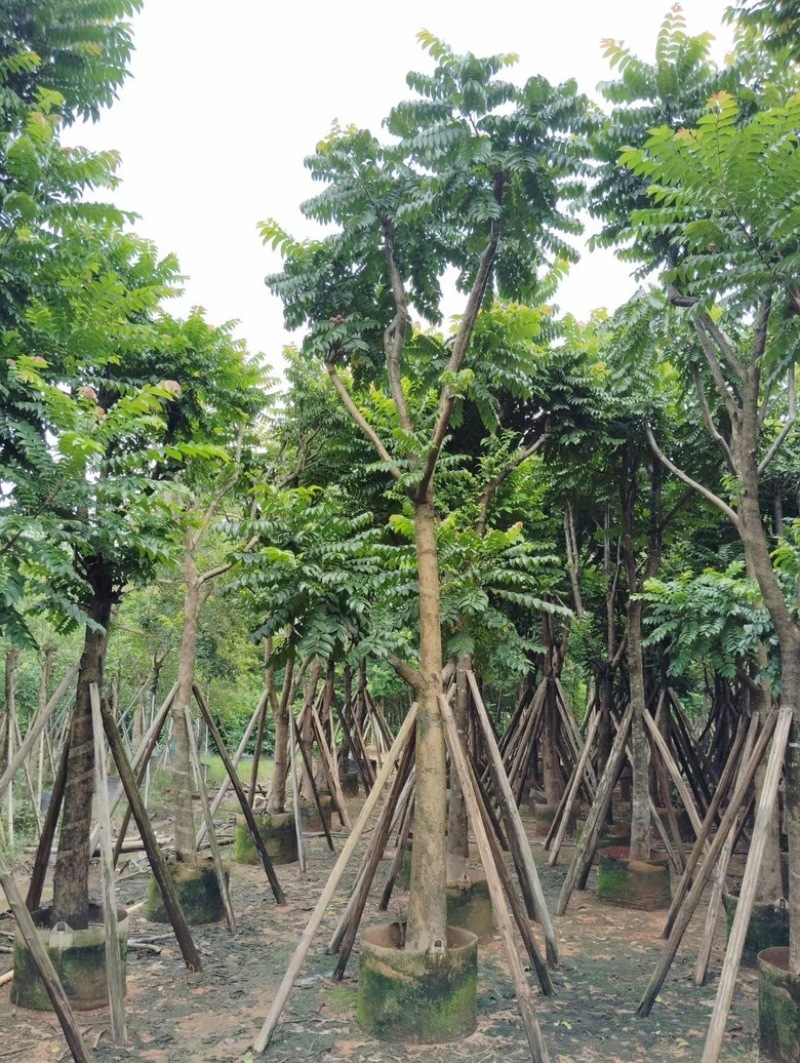 麻楝