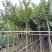黄花风铃木