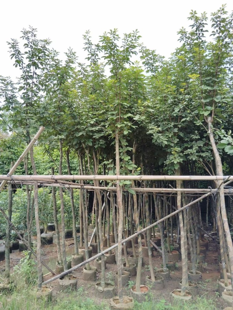 黄花风铃木