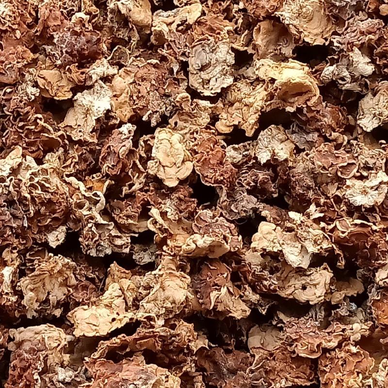 精品榆耳山东基地一手货源规格多样品质保证量大从优欢迎来电