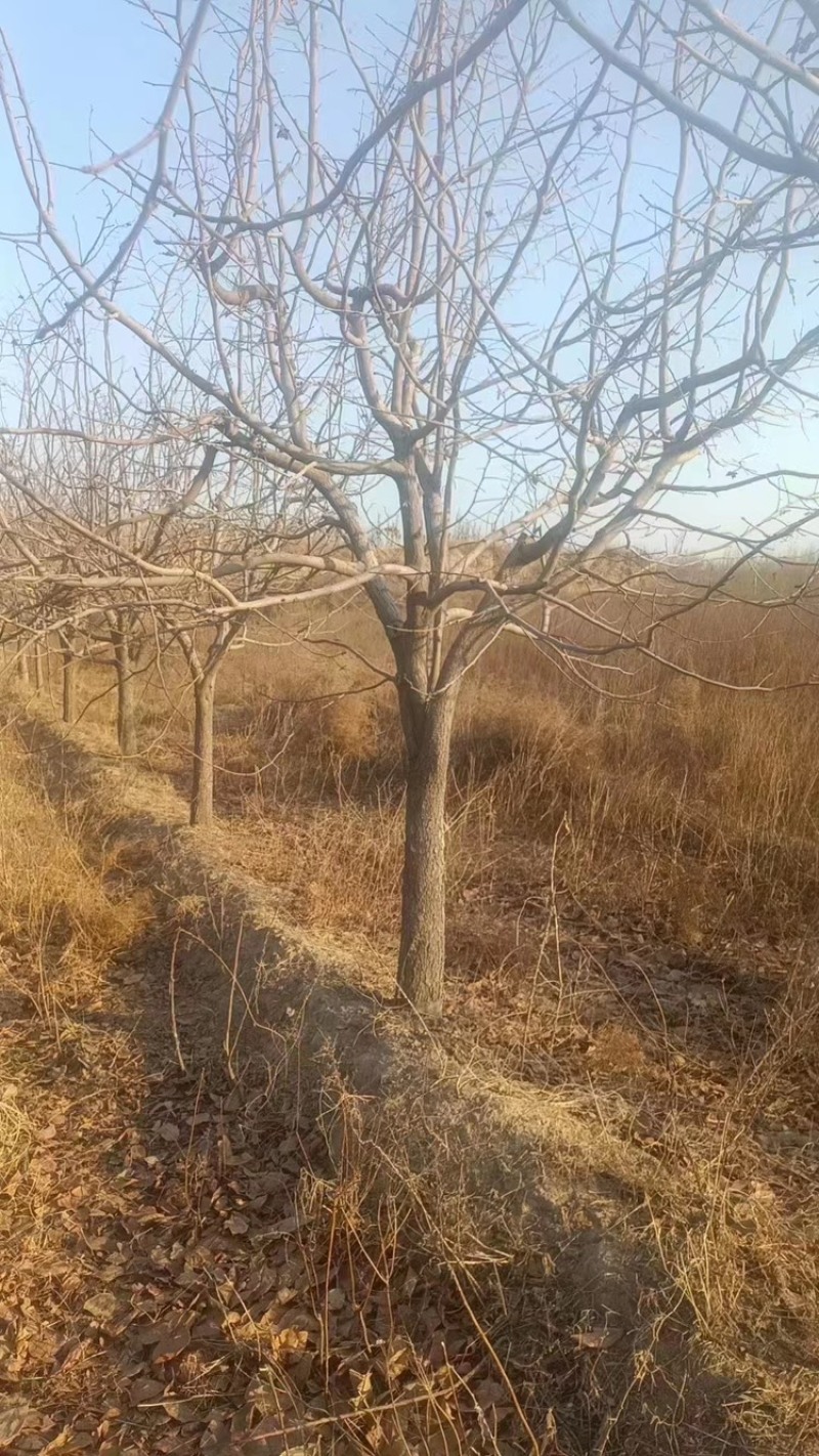 柿子树—山东基地直销，树形优美，价格实惠！