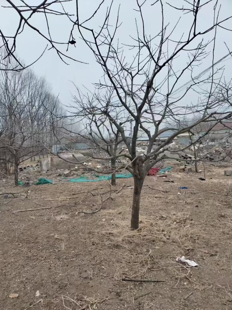柿子树—山东基地直销，树形优美，价格实惠！