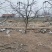 柿子树—山东基地直销，树形优美，价格实惠！