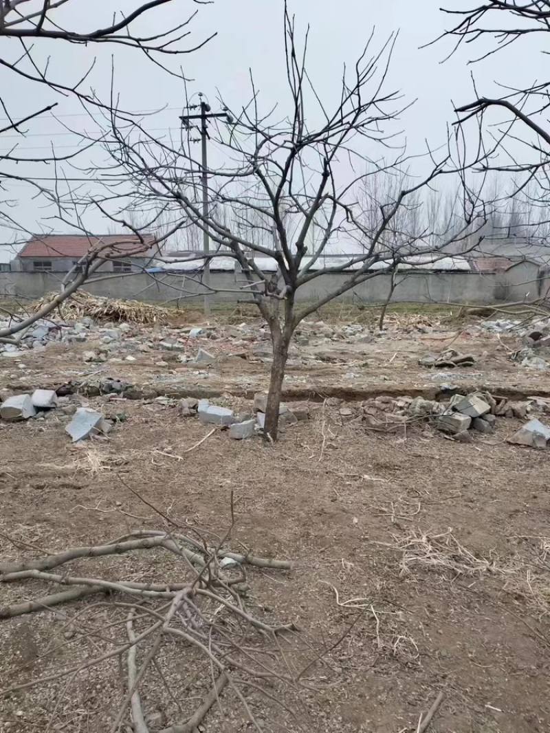 柿子树—山东基地直销，树形优美，价格实惠！