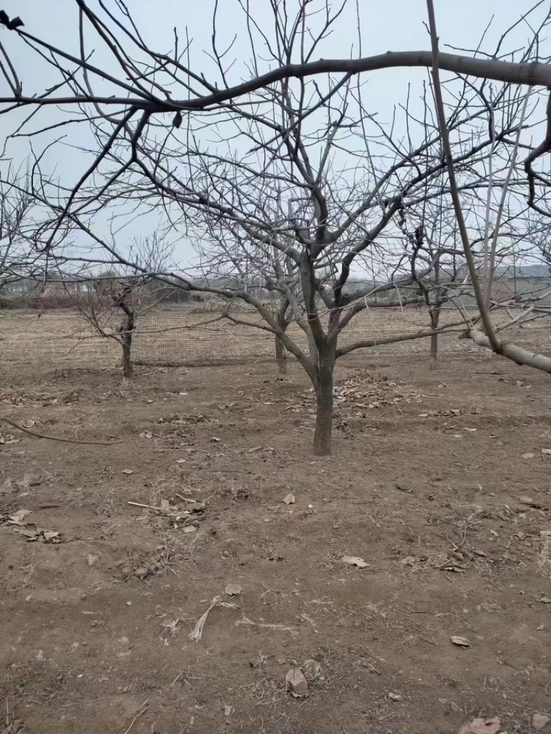 柿子树—山东基地直销，树形优美，价格实惠！