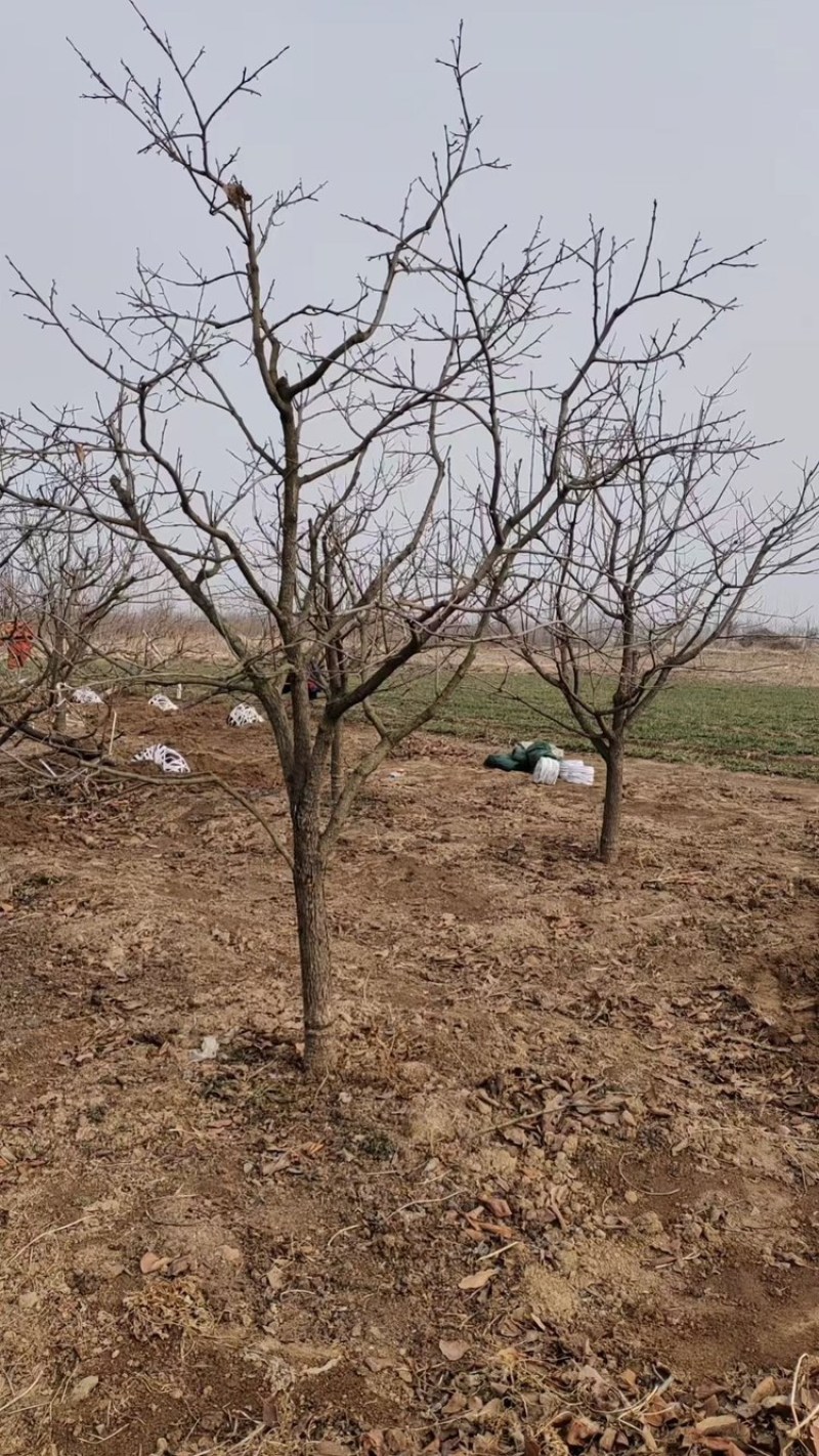 柿子树—山东基地直销，树形优美，价格实惠！