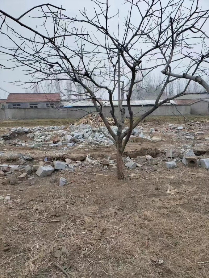 柿子树—山东基地直销，树形优美，价格实惠！
