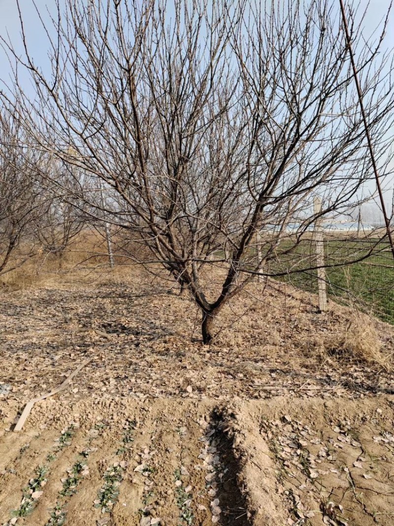 山杏树-大量现货低价，树形优美，价格便宜