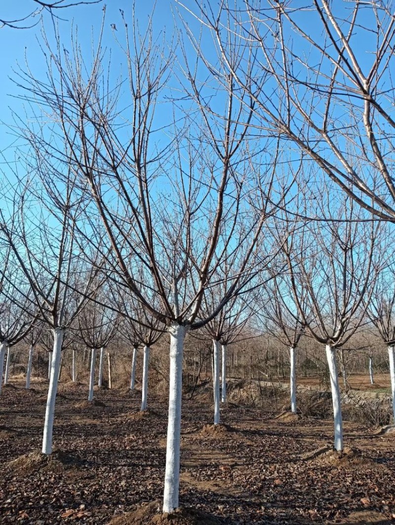 染井吉野—山东基地大量现货低价促销！树形优美