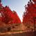 美国红枫-红冠、红点、秋火焰大量退林清地苗