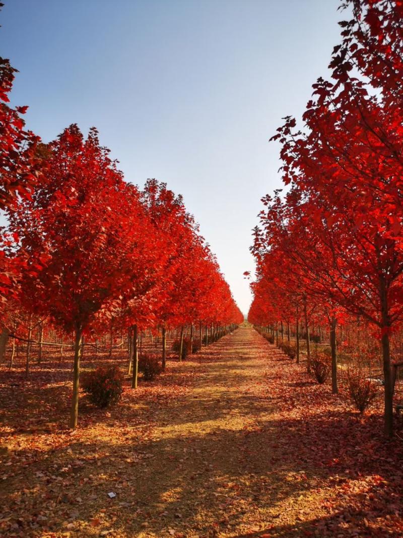 美国红枫-红冠、红点、秋火焰大量退林清地苗