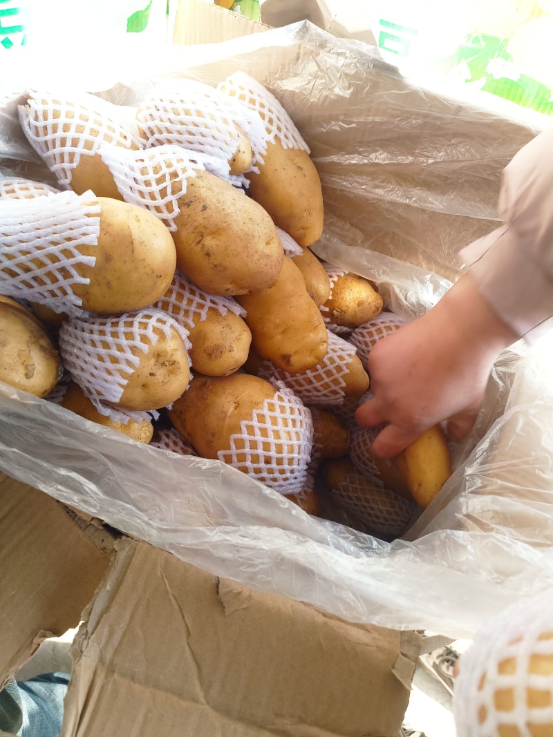 山东土豆济南土豆泰安土肥城土豆荷兰V7