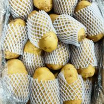 【推荐】山东土豆荷兰十五黄心土豆产地直发全国各级批发市场