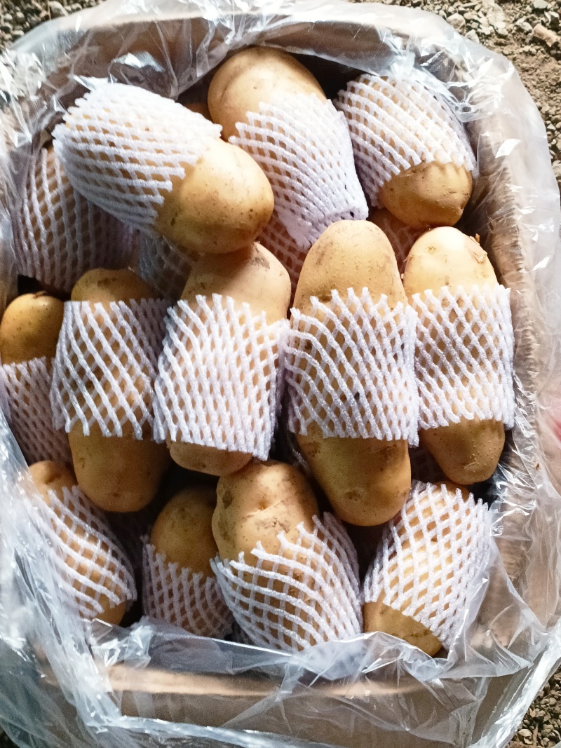 山东土豆济南土豆泰安土肥城土豆荷兰V7