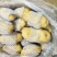 山东土豆济南土豆泰安土肥城土豆荷兰V7