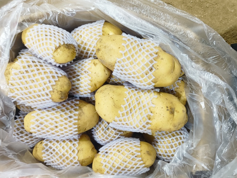 山东土豆济南土豆泰安土肥城土豆荷兰V7