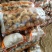 山东土豆济南土豆泰安土肥城土豆荷兰V7