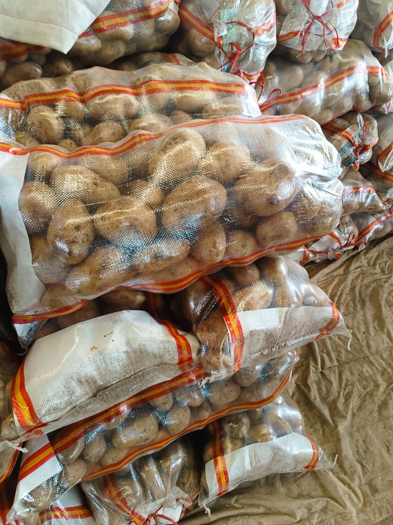 山东土豆济南土豆泰安土肥城土豆荷兰V7