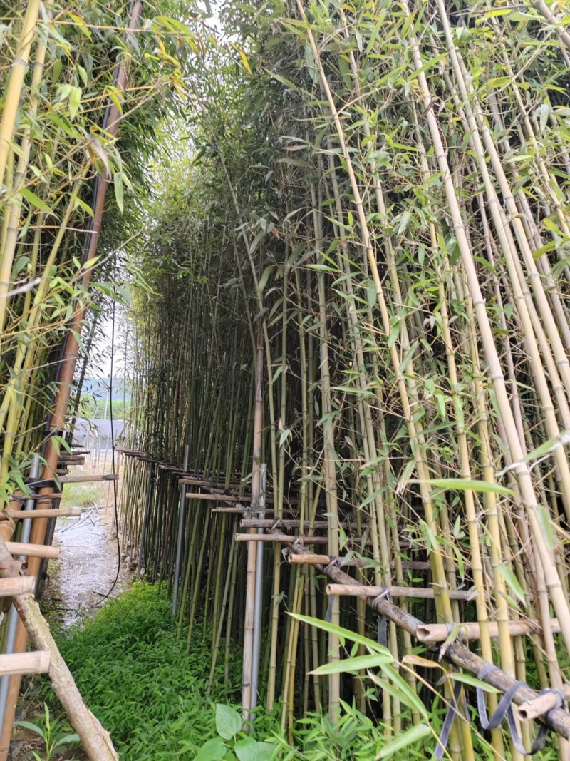刚竹各种规格本场位于福建省漳浦县官浔镇有需要的联系欢迎询