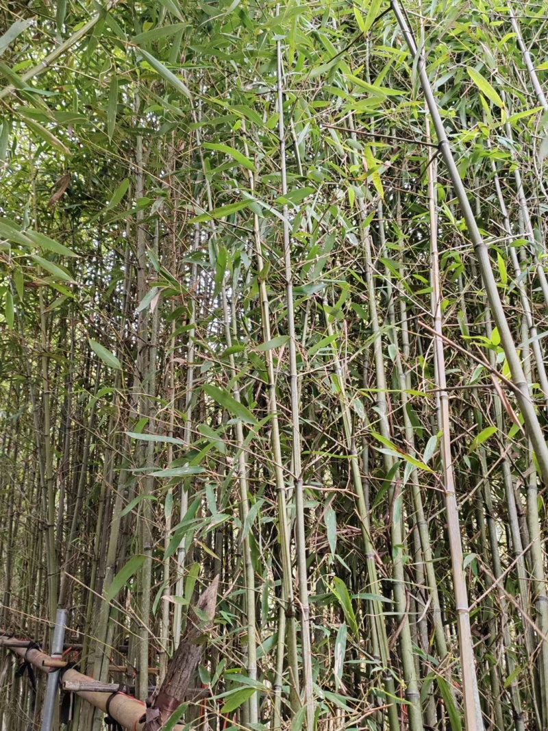 刚竹各种规格本场位于福建省漳浦县官浔镇有需要的联系欢迎询