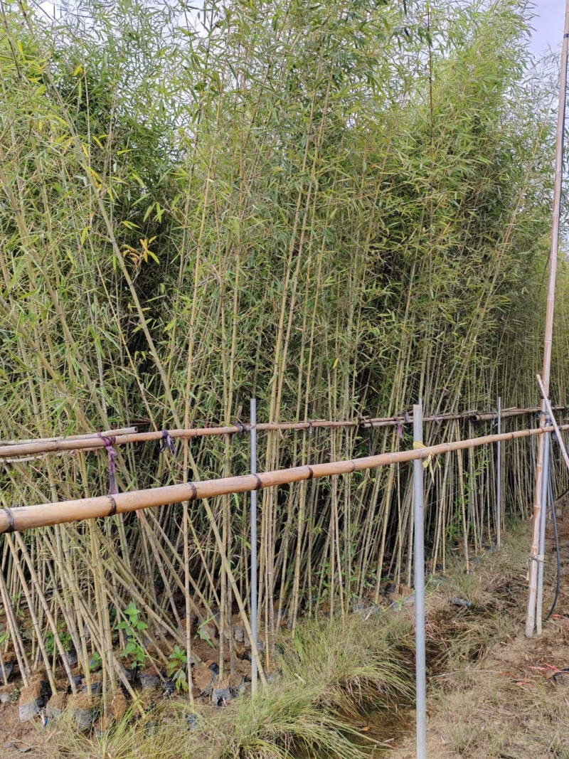 刚竹各种规格本场位于福建省漳浦县官浔镇有需要的联系欢迎询