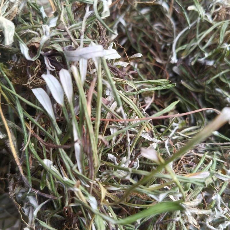 【推荐】天青地白草，产地货源，对接大型批发质量保证质量好