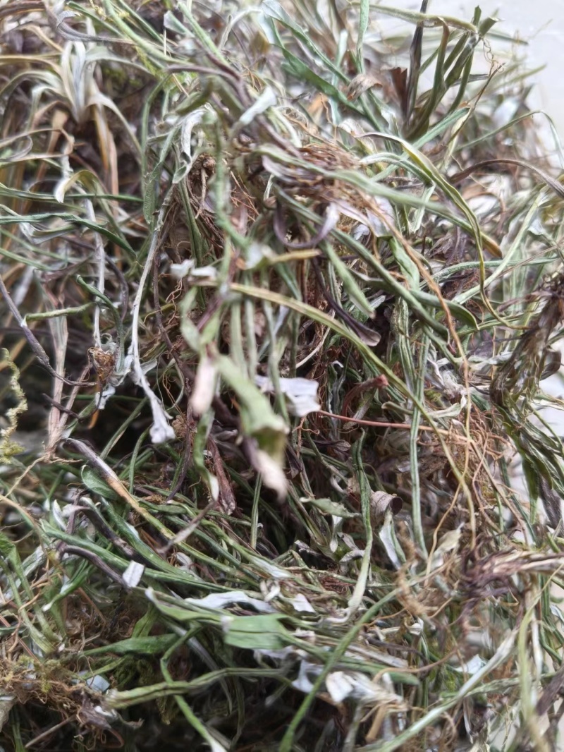 【推荐】天青地白草，产地货源，对接大型批发质量保证质量好