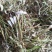 【推荐】天青地白草，产地货源，对接大型批发质量保证质量好