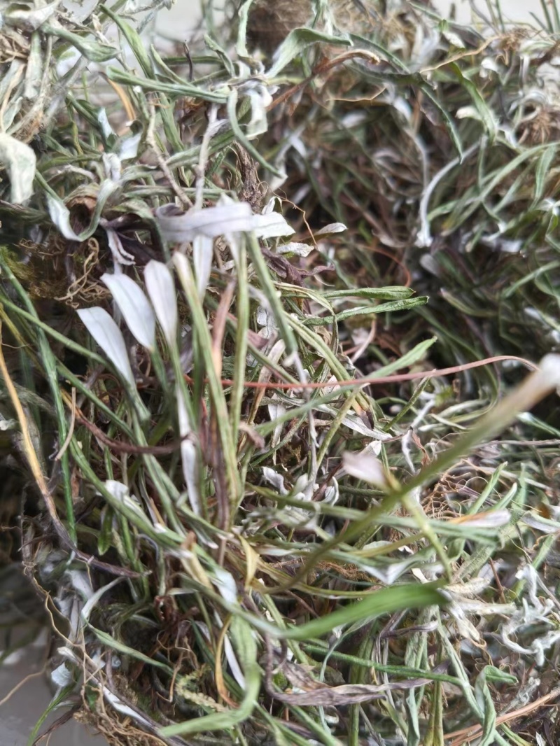 【推荐】天青地白草，产地货源，对接大型批发质量保证质量好