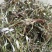【推荐】天青地白草，产地货源，对接大型批发质量保证质量好