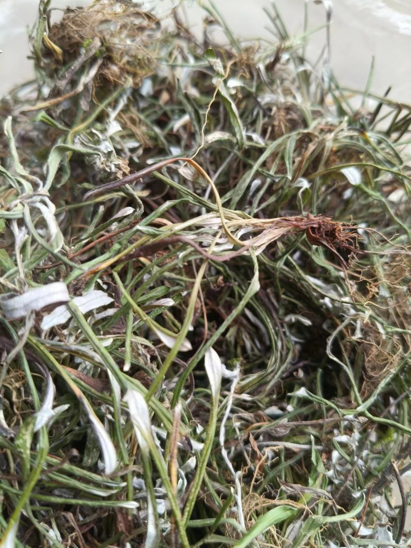 【推荐】天青地白草，产地货源，对接大型批发质量保证质量好