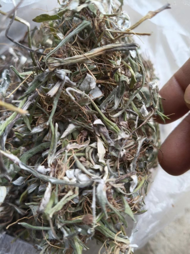 【推荐】天青地白草，产地货源，对接大型批发质量保证质量好