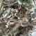 【推荐】天青地白草，产地货源，对接大型批发质量保证质量好