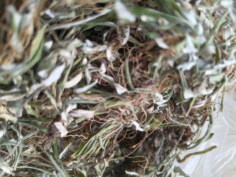 【推荐】天青地白草，产地货源，对接大型批发质量保证质量好