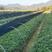 小叶紫藤三叶青药材种苗釆用仿野生育苗，量大从优