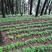 小叶紫藤三叶青药材种苗釆用仿野生育苗，量大从优