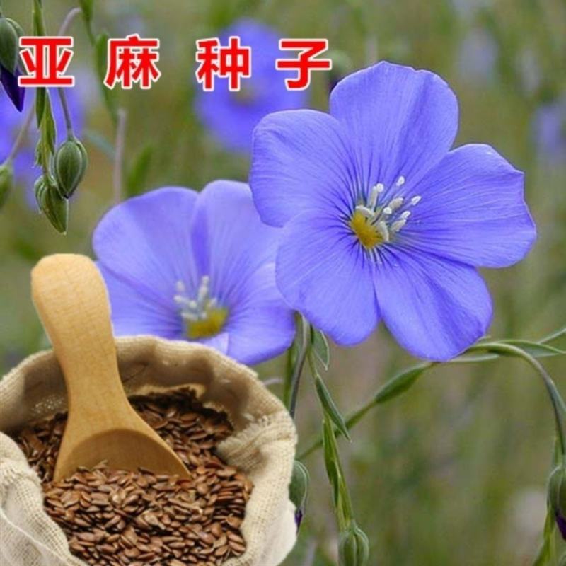 内蒙新亚麻种籽老品种胡麻种子可做亚麻子籽油籽粉蔬菜芽苗菜