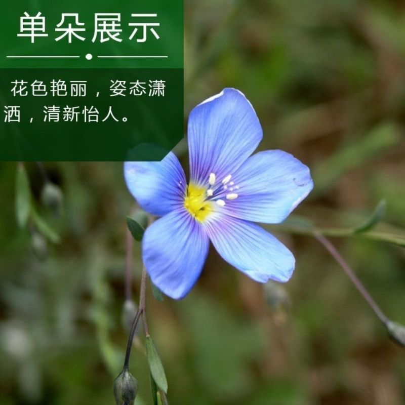 内蒙新亚麻种籽老品种胡麻种子可做亚麻子籽油籽粉蔬菜芽苗菜