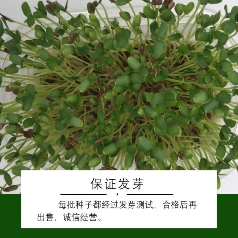 内蒙新亚麻种籽老品种胡麻种子可做亚麻子籽油籽粉蔬菜芽苗菜