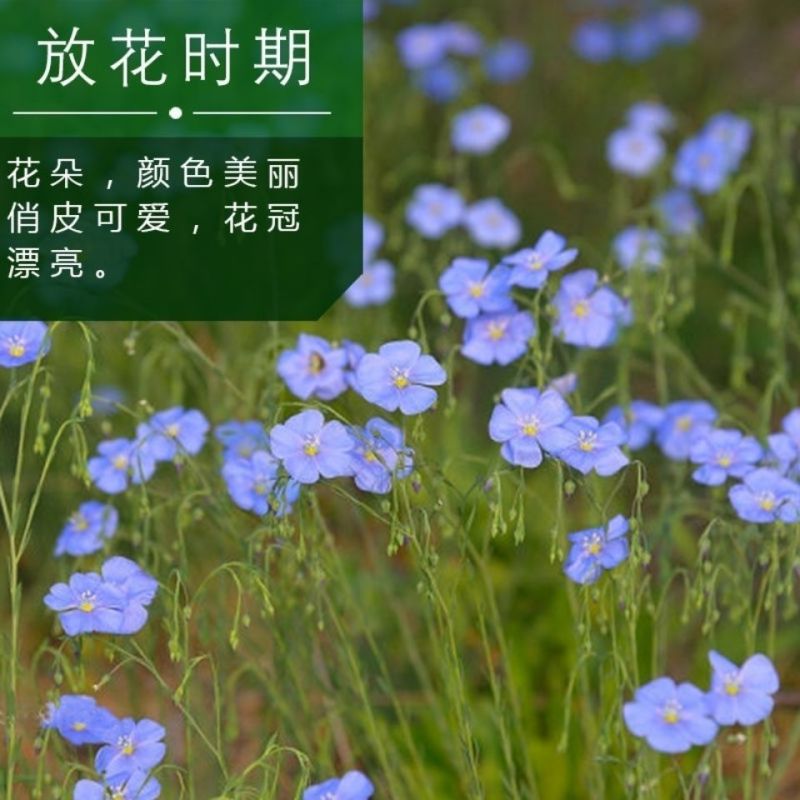 内蒙新亚麻种籽老品种胡麻种子可做亚麻子籽油籽粉蔬菜芽苗菜
