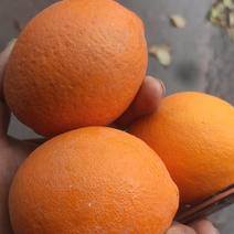 各类柑橘，