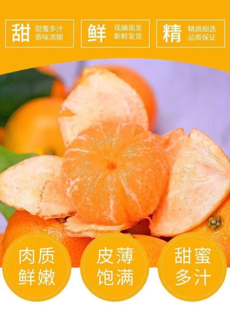 广西砂糖橘批发