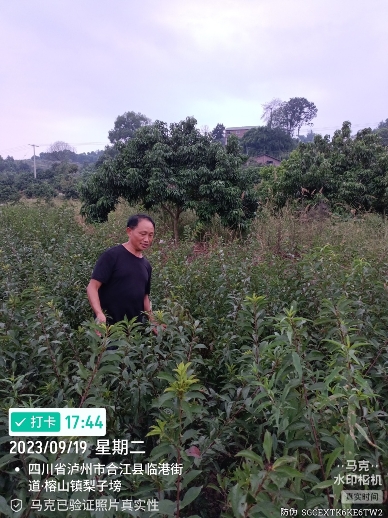 晚熟蜂糖李苗，我农场的新品种，果大、纯甜无酸味，爽口