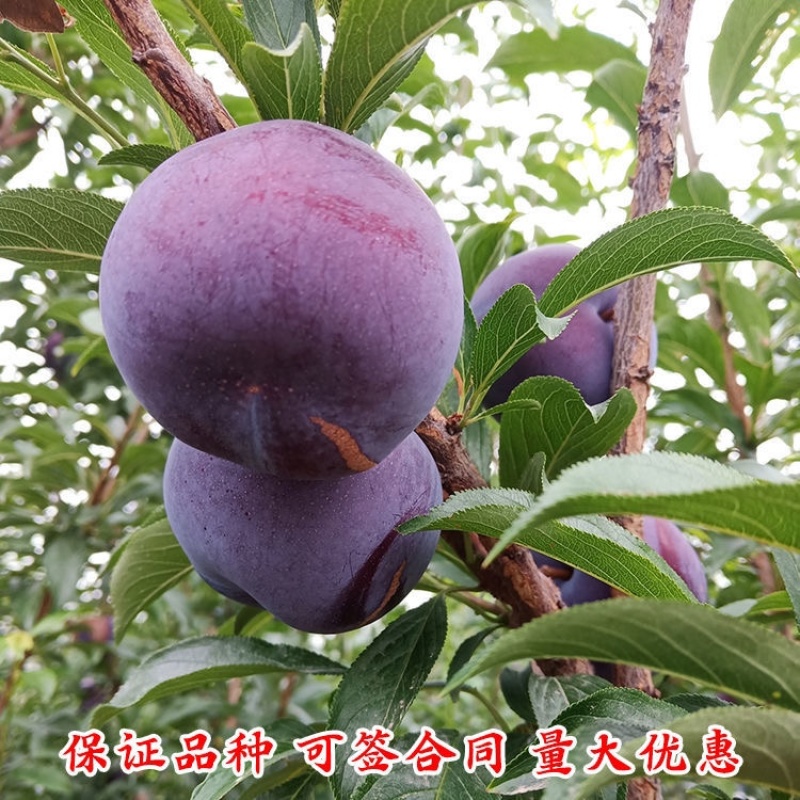 极早熟品种风味玫瑰李子苗口感脆甜抗病性强基地直发