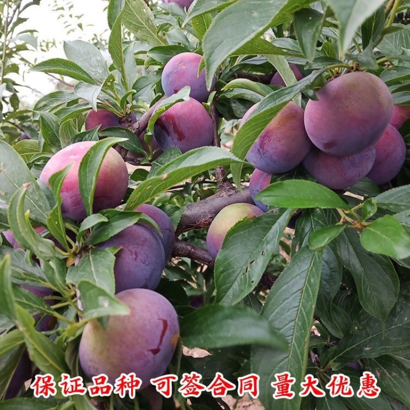 极早熟品种风味玫瑰李子苗口感脆甜抗病性强基地直发