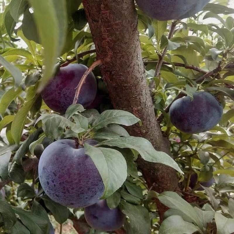 极早熟品种风味玫瑰李子苗口感脆甜抗病性强基地直发